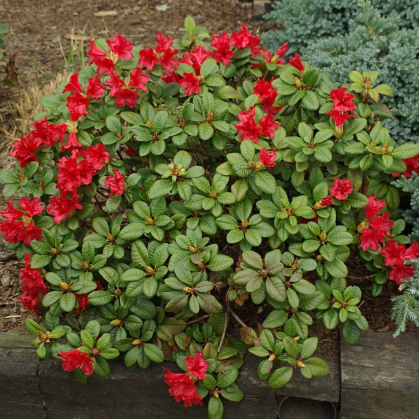 Rhododendron Scarlet Wonder (Hafen)