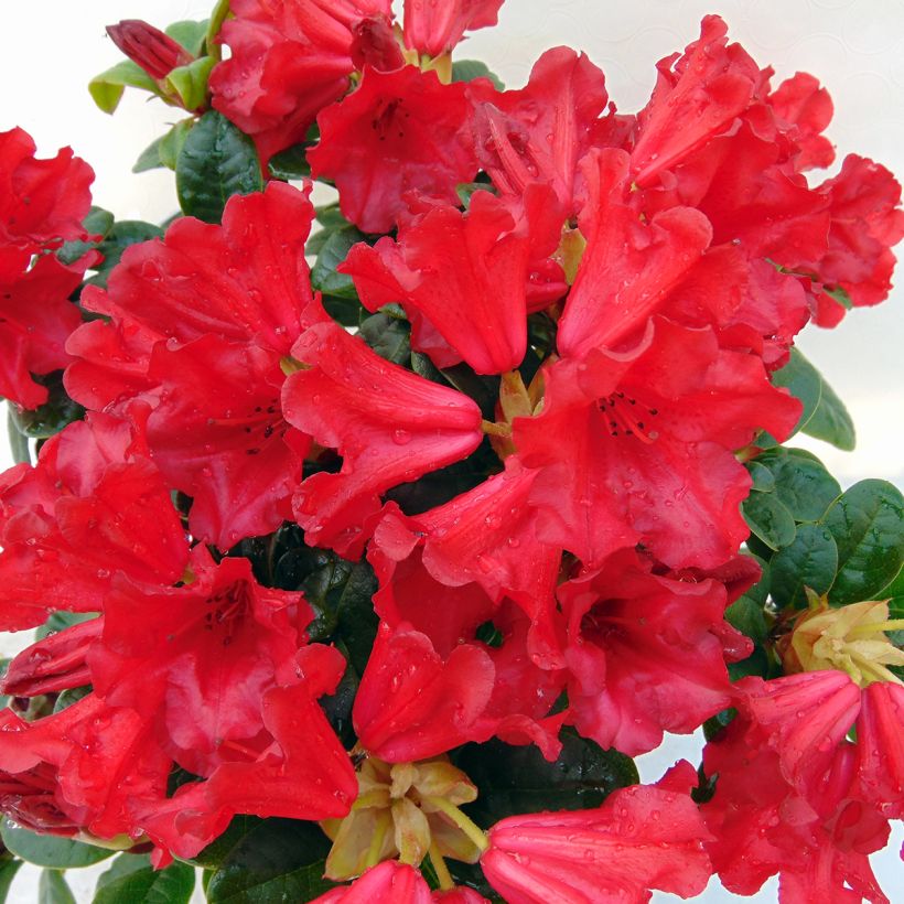 Rhododendron Scarlet Wonder (Blüte)