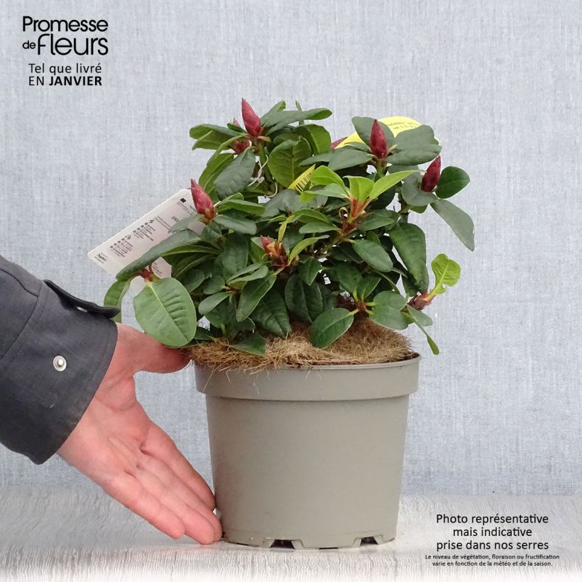 Exemplar von Rhododendron Scarlet Wonder - Rhododendron nain. Pot de 2L/3L wie im Winter geliefert