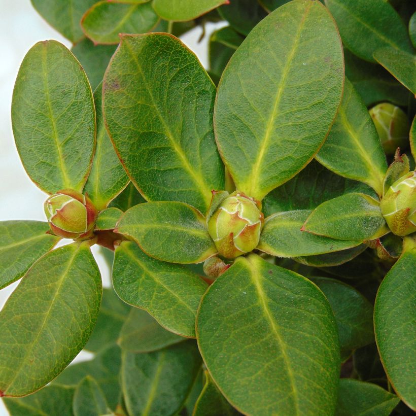 Rhododendron Shamrock (Laub)