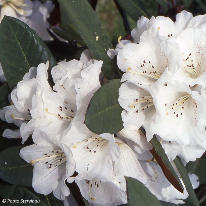 Rhododendron Sir Charles Lemon (Blüte)