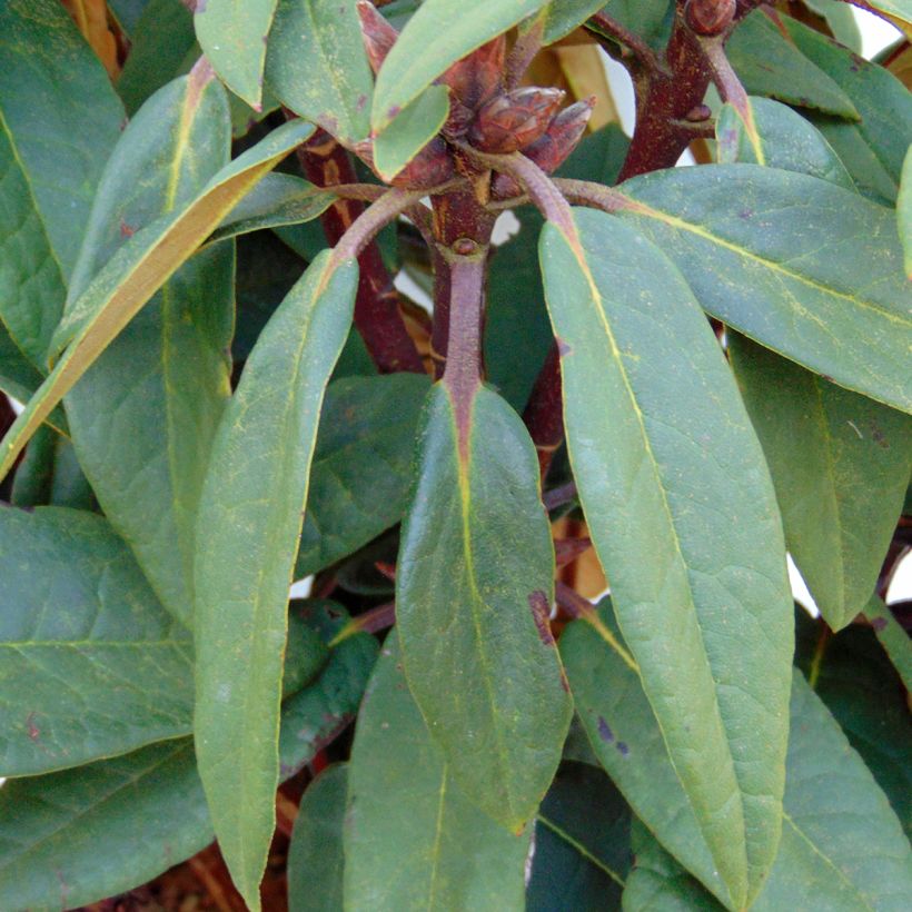 Rhododendron Sir Charles Lemon (Laub)