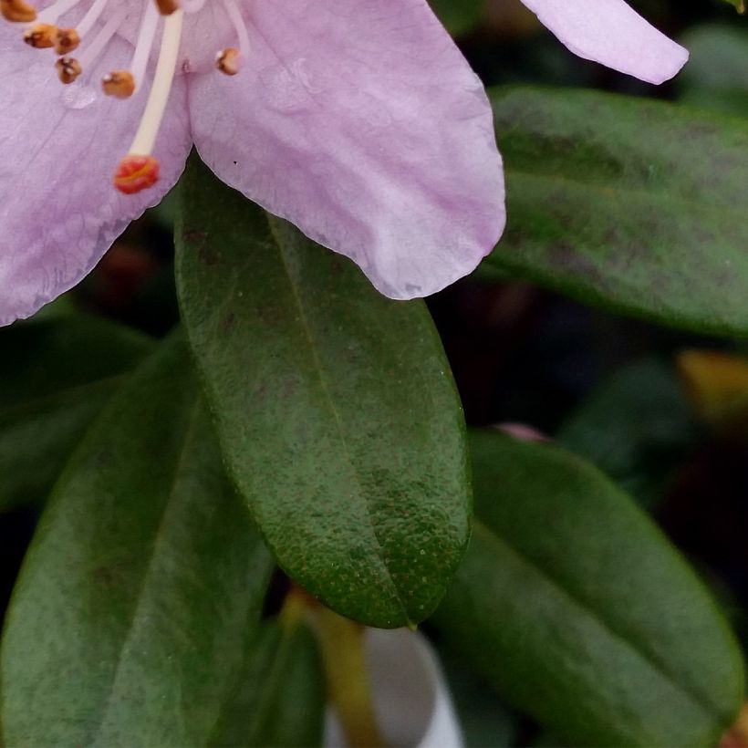 Rhododendron Snipe (Laub)