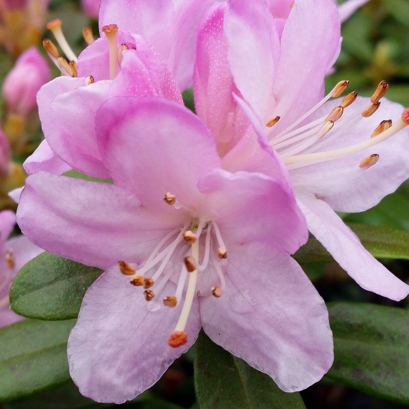 Rhododendron Snipe (Blüte)