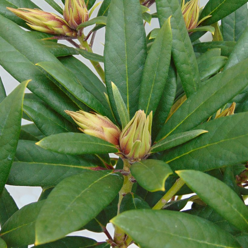 Rhododendron Tortoiseshell Orange (Laub)