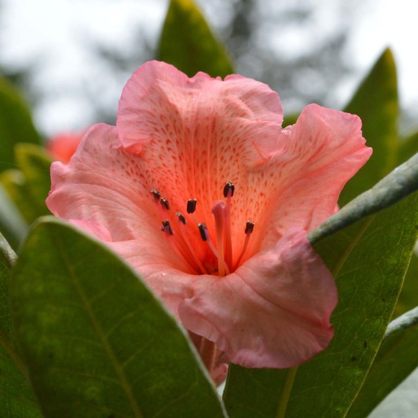 Rhododendron Tortoiseshell Orange (Blüte)