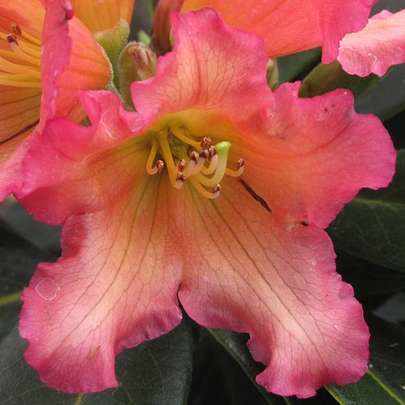 Rhododendron Unique Marmalade (Blüte)