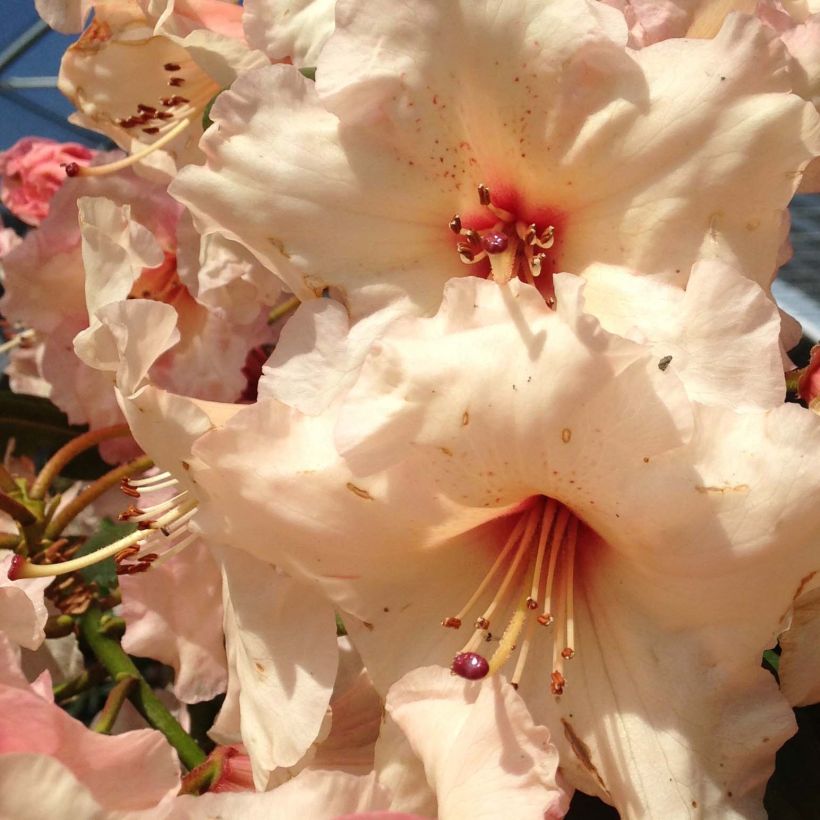 Rhododendron Virginia Richards (Blüte)