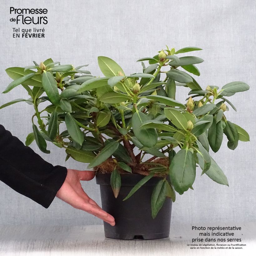 Exemplar von Rhododendron Virginia Richards - Petit Rhododendron Pot de 4L/5L wie im Winter geliefert