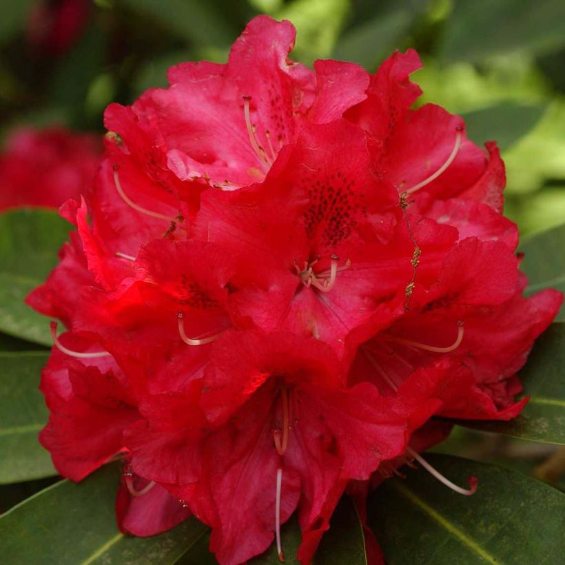 Rhododendron Wilgen's Ruby (Blüte)