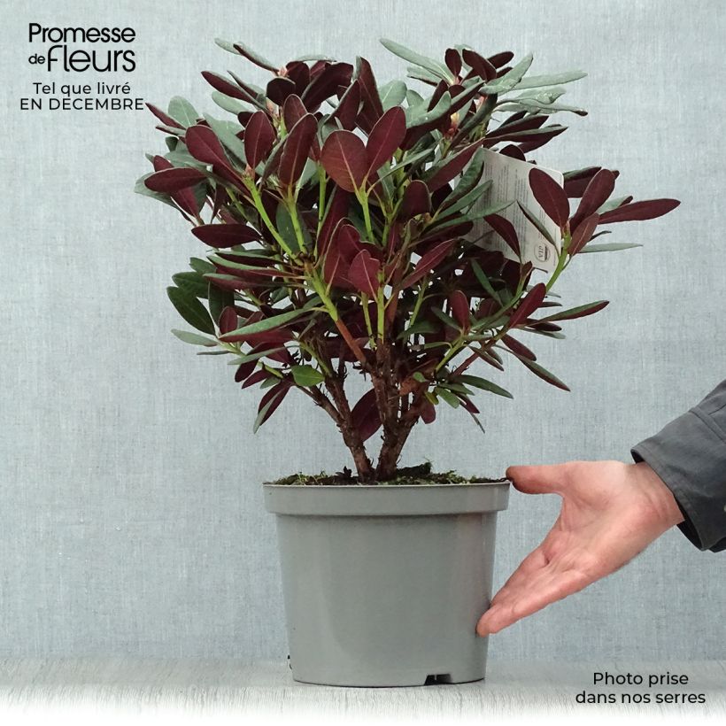 Exemplar von Rhododendron Wine & Roses Pot de 7L wie im Winter geliefert