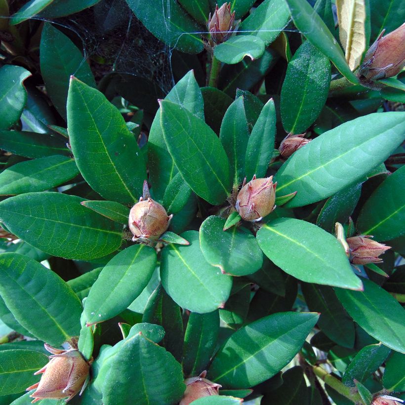 Rhododendron Winsome (Laub)