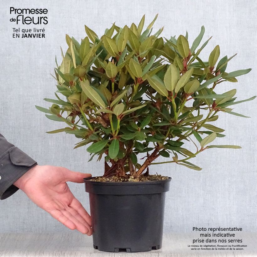 Exemplar von Rhododendron Winsome - Rhododendron nain Pot de 3L/4L wie im Winter geliefert