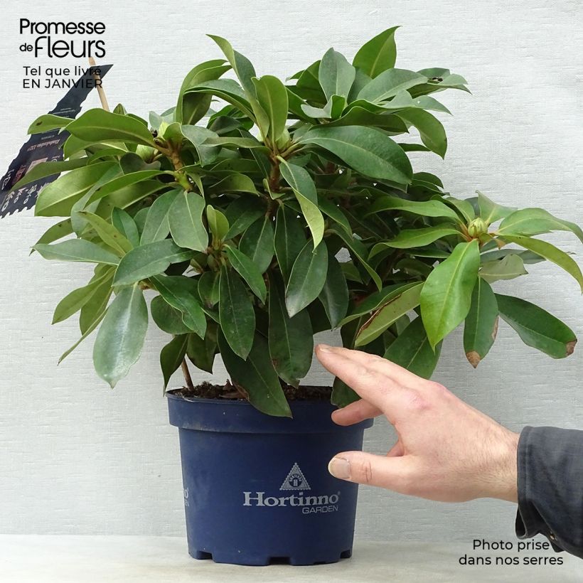 Exemplar von Rhododendron XXL Pot de 3L wie im Winter geliefert