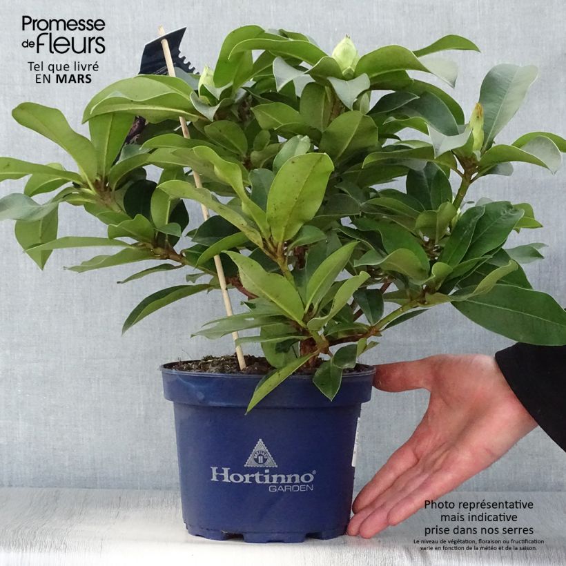 Exemplar von Rhododendron XXL Pot de 3L wie im Frühjahr geliefert