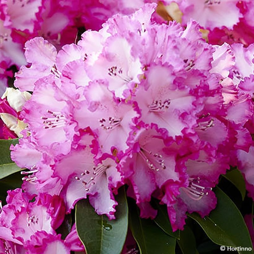 Rhododendron XXL (Blüte)