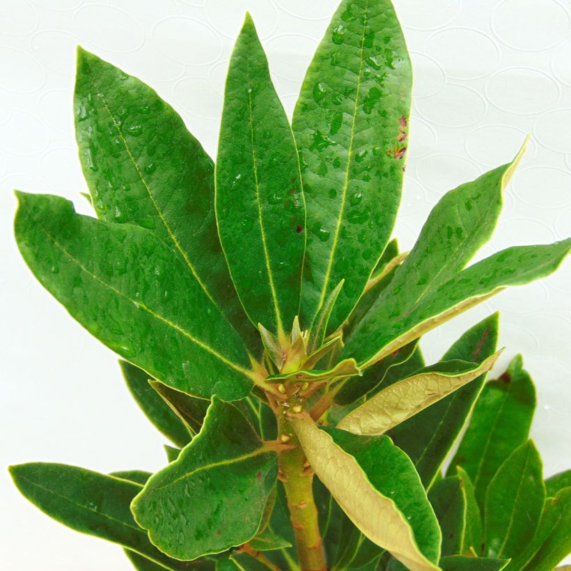 Rhododendron arboreum subsp. arboreum (Laub)