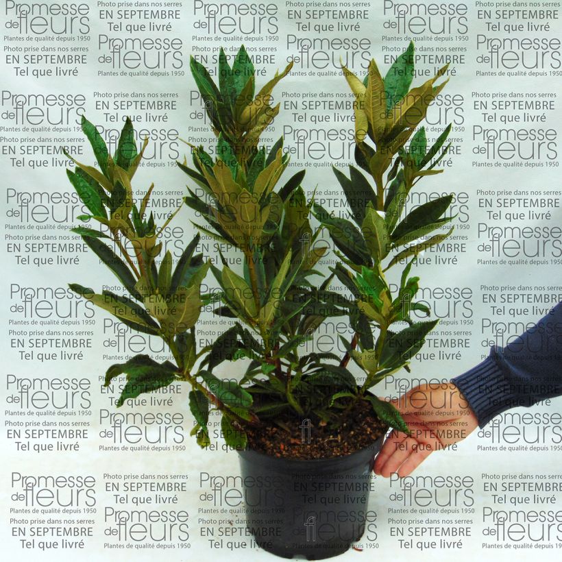 Beispiel eines Exemplars von Rhododendron arboreum Rouge - Grand Rhododendron Pot de 12L/15L wie geliefert