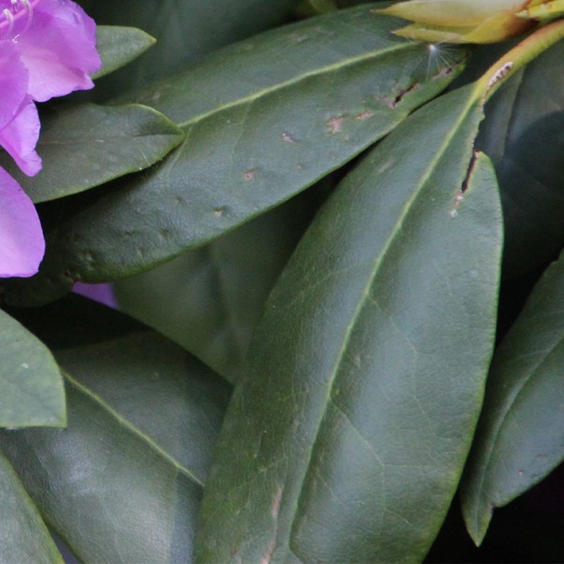 Rhododendron catawbiense Boursault (Laub)