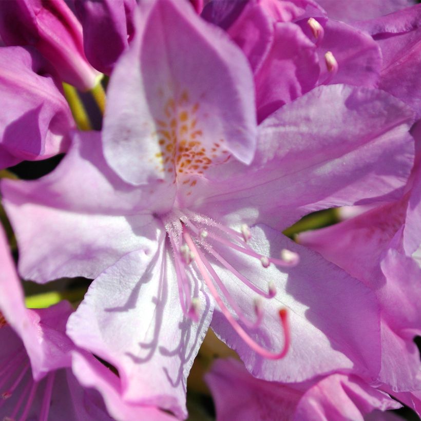 Rhododendron catawbiense Boursault (Blüte)