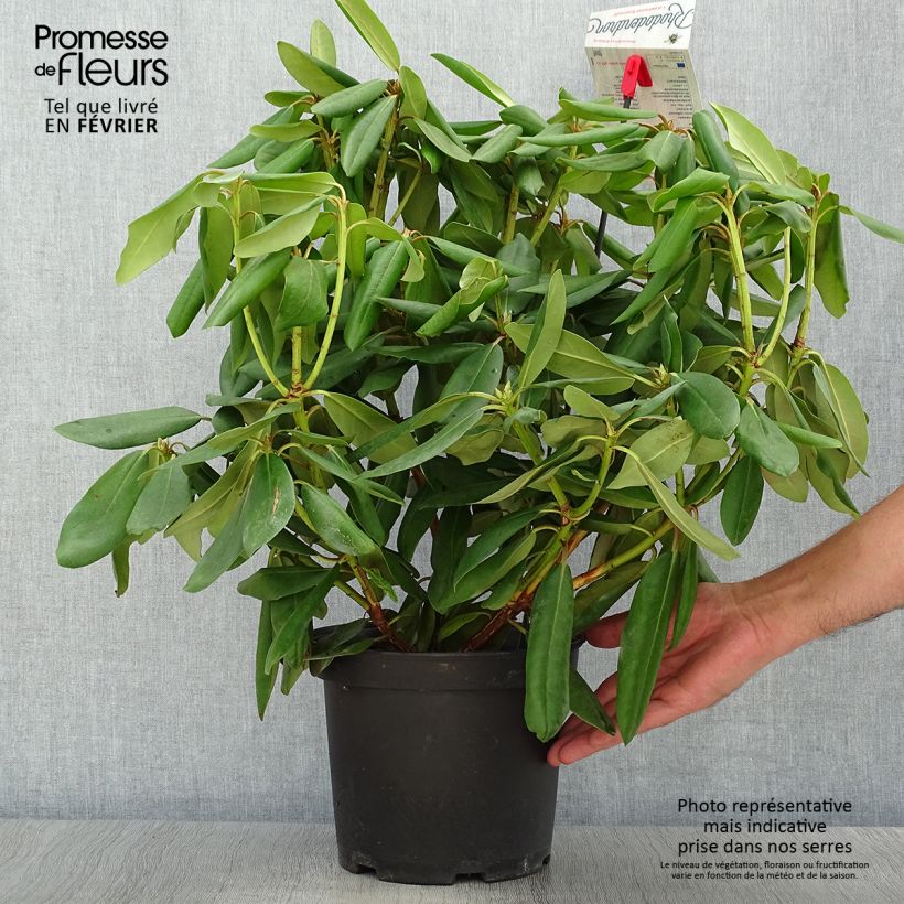 Exemplar von Rhododendron catawbiense Boursault Pot de 4L/5L wie im Herbst geliefert