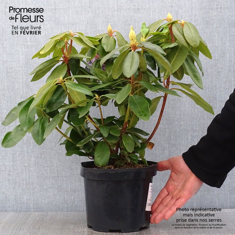 Exemplar von Rhododendron catawbiense Boursault Pot de 4L/5L wie im Winter geliefert