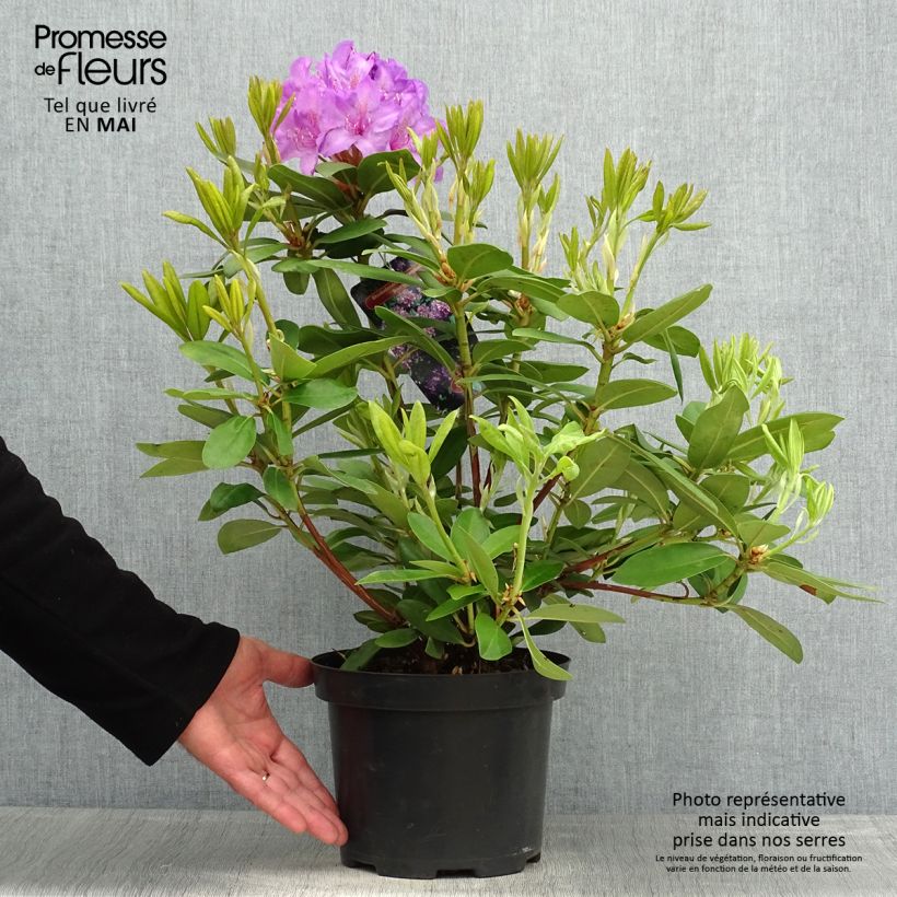 Exemplar von Rhododendron catawbiense Boursault Pot de 4L/5L wie im Frühjahr geliefert