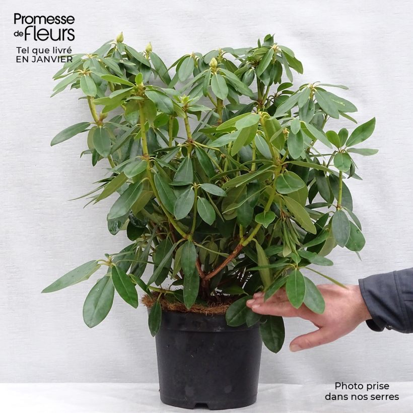 Exemplar von Rhododendron catawbiense Grandiflorum 40+cm en pot de 4L/5L - Grand rhododendron wie im Winter geliefert