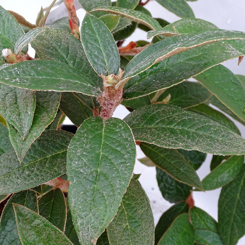 Rhododendron edgeworthii (Laub)