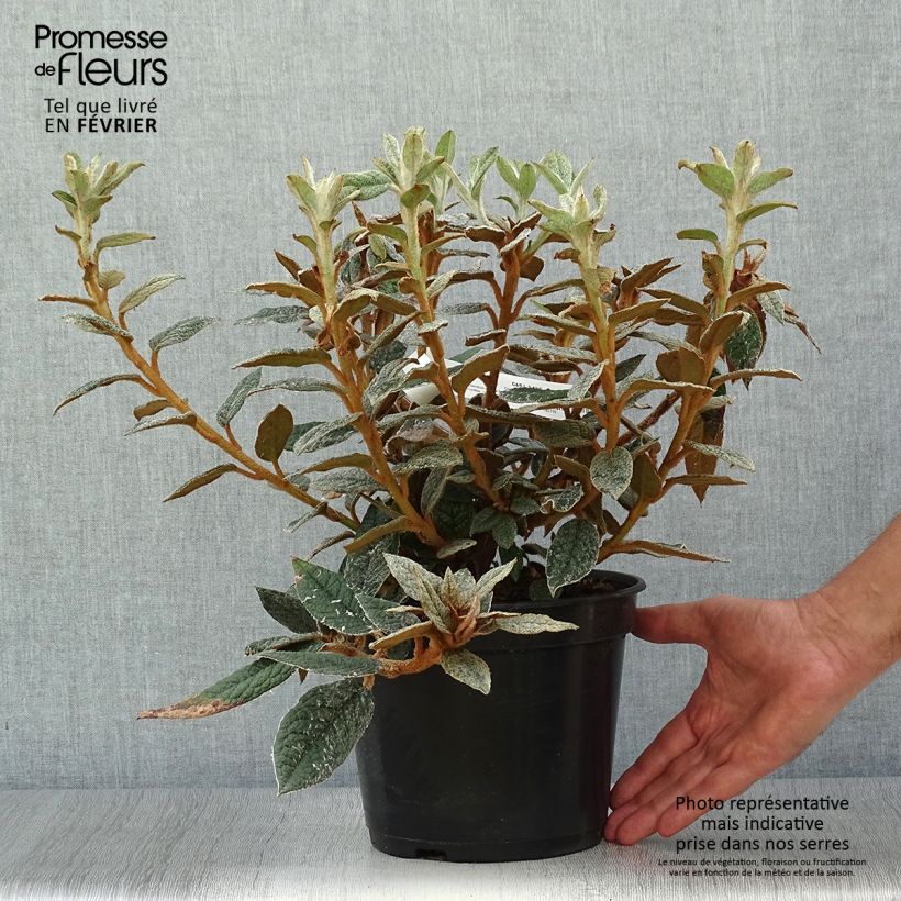 Exemplar von Rhododendron edgeworthii Pot de 3L/4L wie im Herbst geliefert