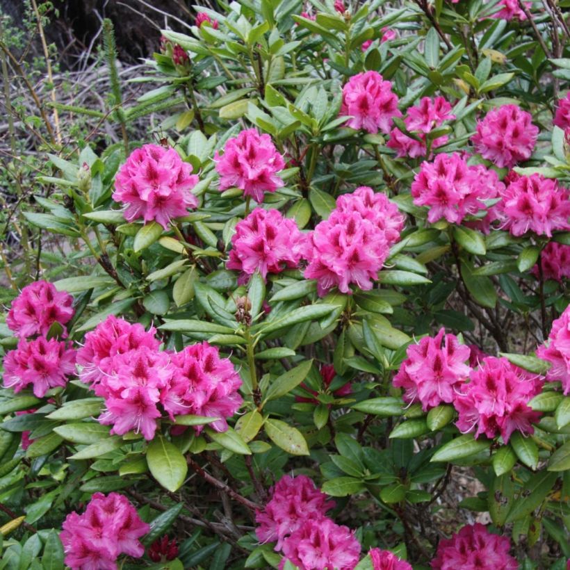 Rhododendron Cosmopolitan (Hafen)