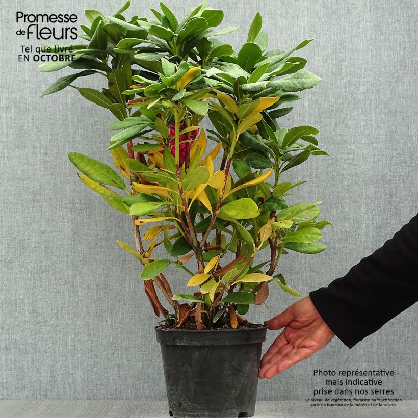 Exemplar von Rhododendron hybride Cosmopolitan en pot de 4L/5L wie im Herbst geliefert