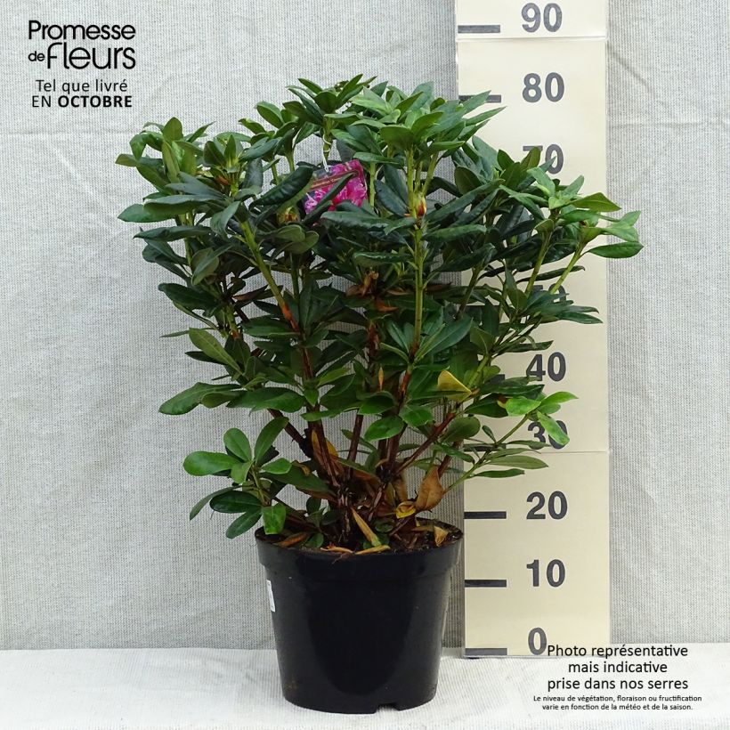 Exemplar von Rhododendron hybride Cosmopolitan en pot de 7,5L/10L wie im Herbst geliefert