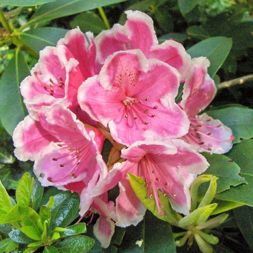 Rhododendron Janet Ward (Blüte)