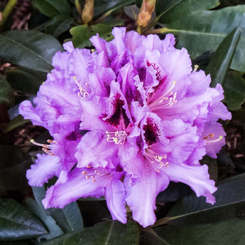 Rhododendron Kabarett (Blüte)