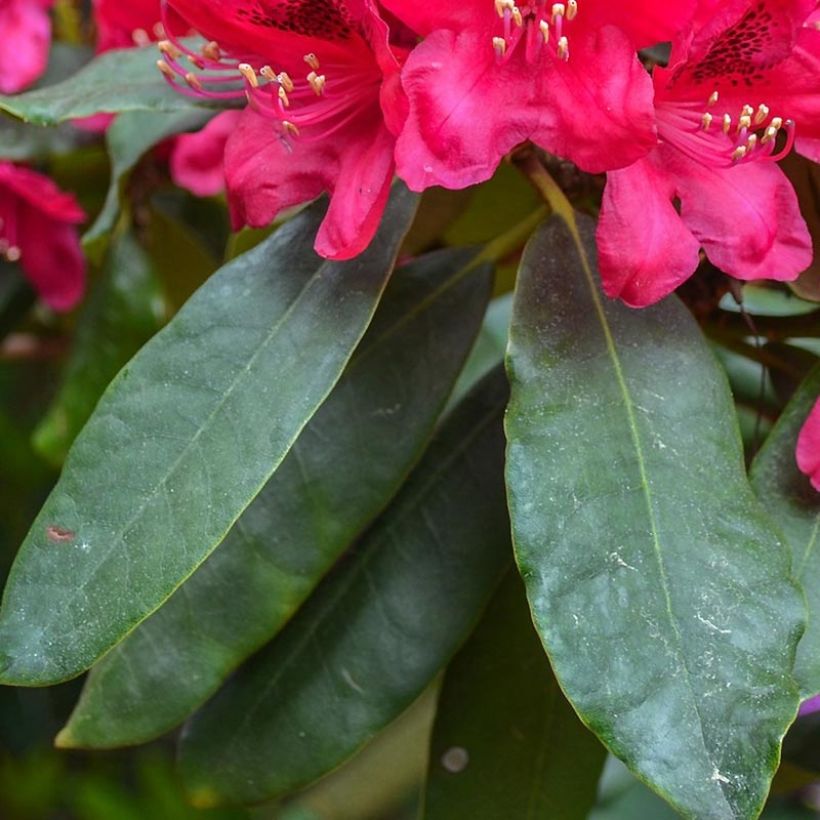 Rhododendron Lord Roberts (Laub)