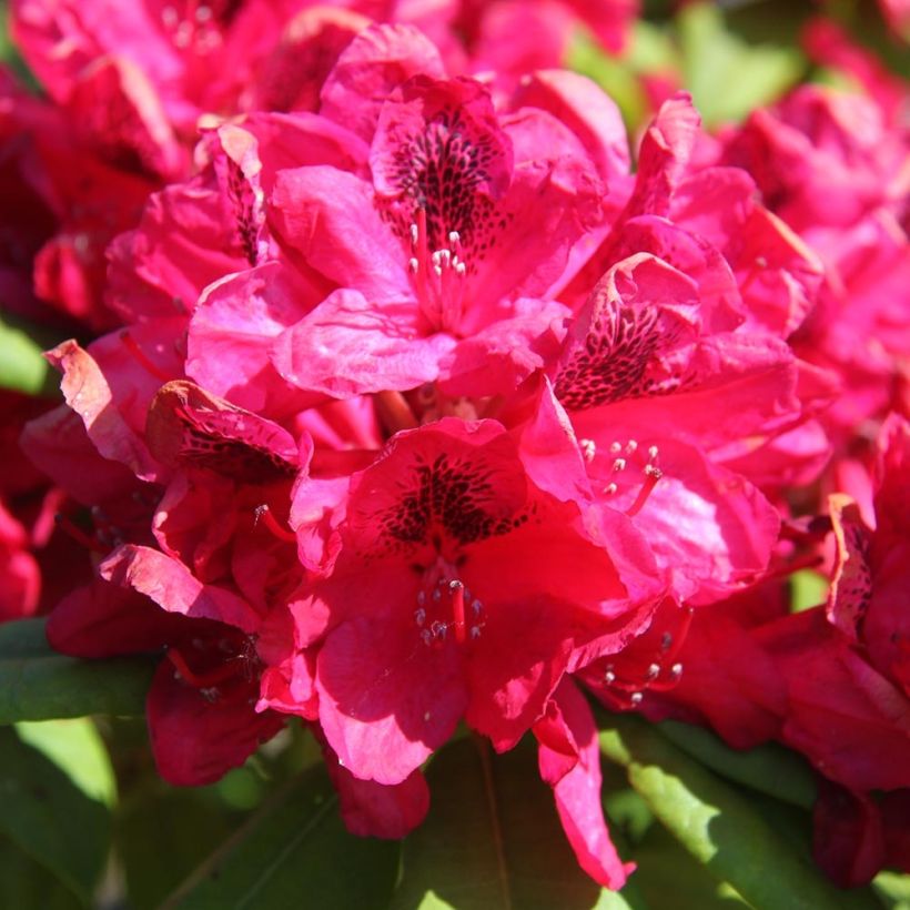 Rhododendron Lord Roberts (Blüte)