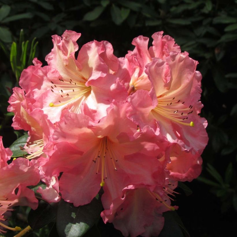 Rhododendron Naselle (Blüte)