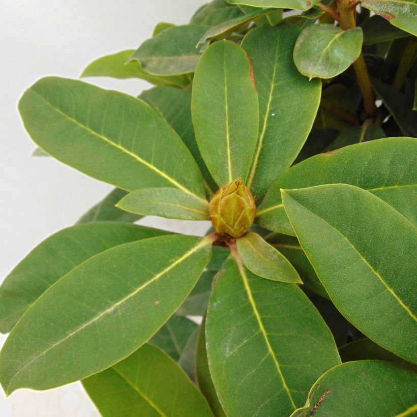 Rhododendron Red Jack (Laub)