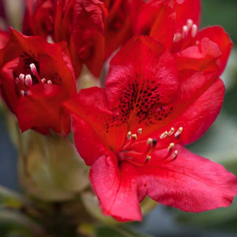 Rhododendron Red Jack (Blüte)