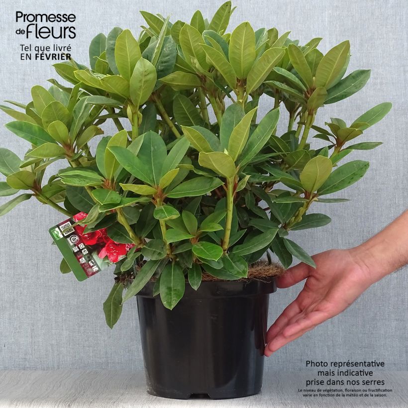 Exemplar von Rhododendron hybride Red Jack Pot de 4L/5L wie im Herbst geliefert