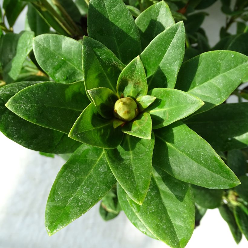 Rhododendron Rocket (Laub)