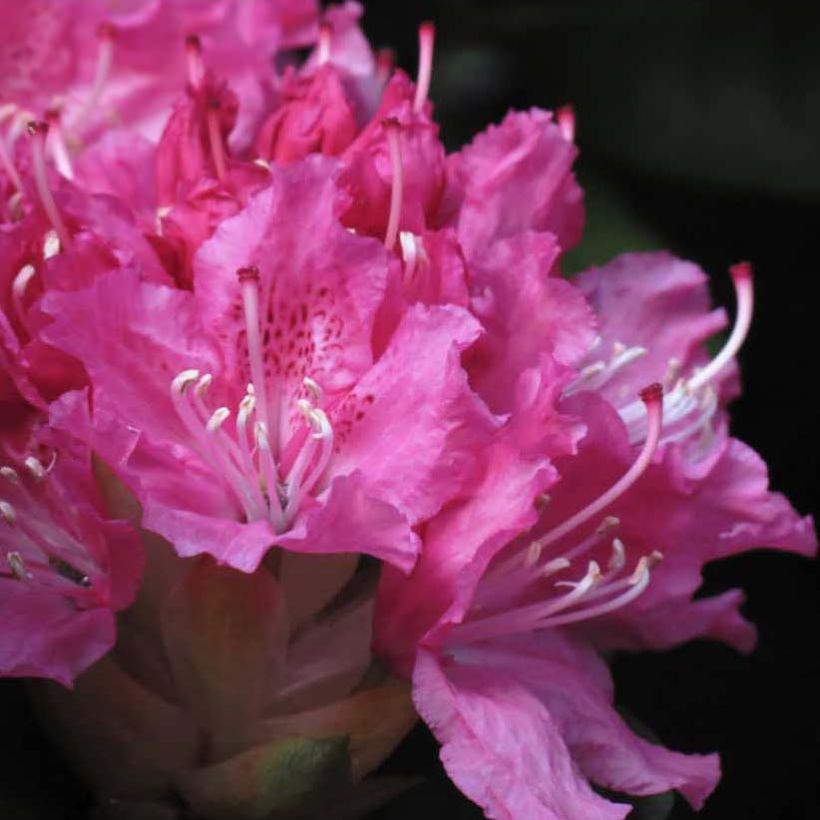 Rhododendron Rocket (Blüte)