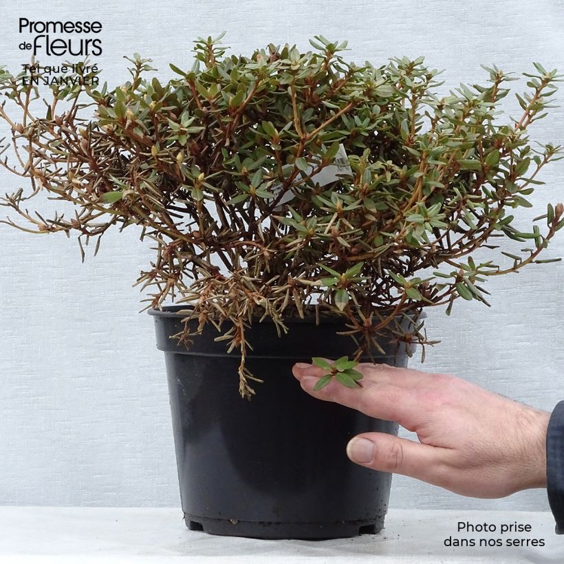 Exemplar von Rhododendron impeditum - Rhododendron nain Pot de 3L/4L wie im Winter geliefert