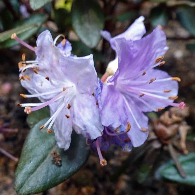 Rhododendron impeditum Ramapo - Zwerg-Rhododendron (Blüte)