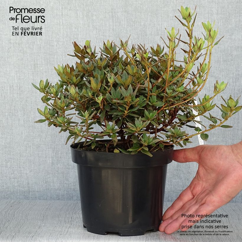 Exemplar von Rhododendron impeditum Ramapo Pot de 2L/3L wie im Herbst geliefert