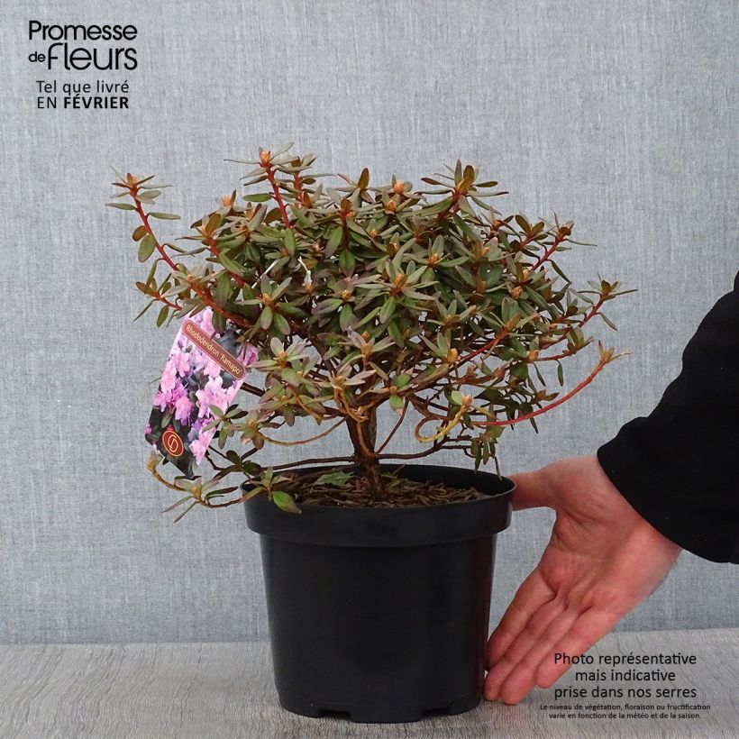 Exemplar von Rhododendron impeditum Ramapo Pot de 2L/3L wie im Winter geliefert