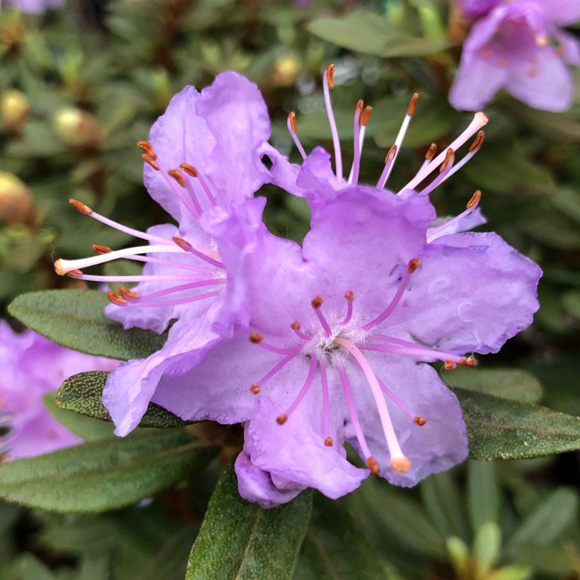 Rhododendron Rhododendron impeditum (Blüte)