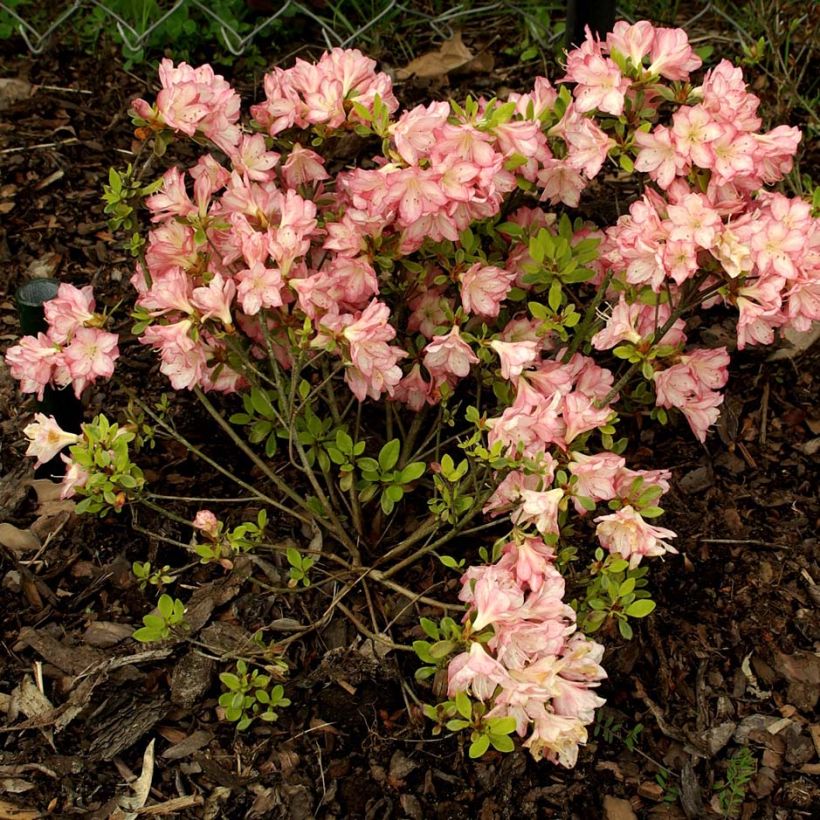 Japanische Azalee Peggy Ann - Azalea kaempferi (Hafen)