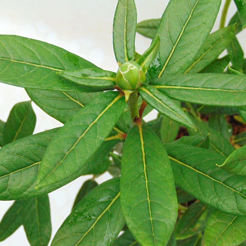 Rhododendron lindleyi (Laub)